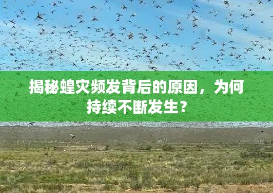 揭秘蝗灾频发背后的原因，为何持续不断发生？