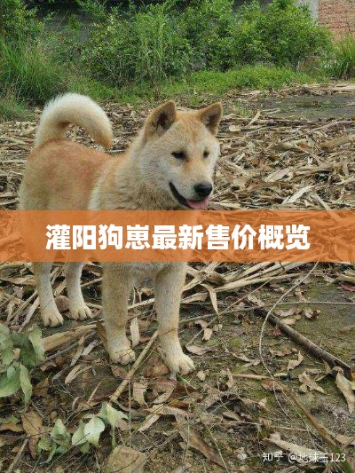 灌阳狗崽最新售价概览