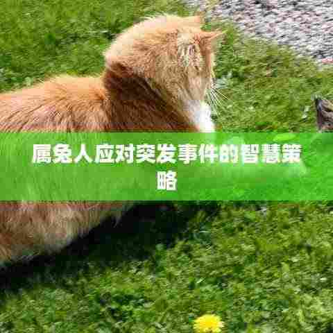 属兔人应对突发事件的智慧策略