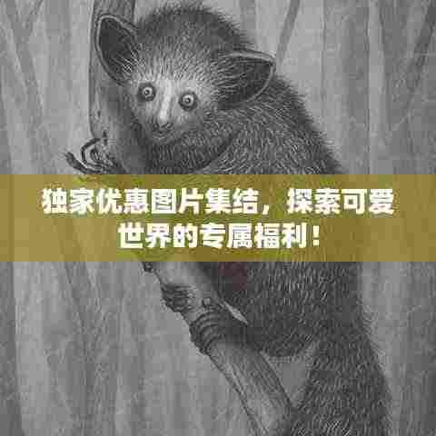 独家优惠图片集结，探索可爱世界的专属福利！