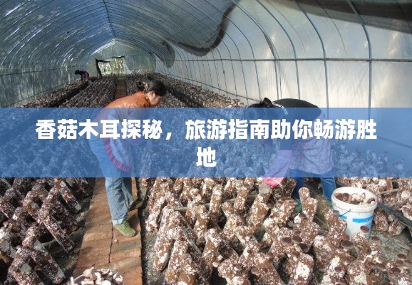 香菇木耳探秘，旅游指南助你畅游胜地
