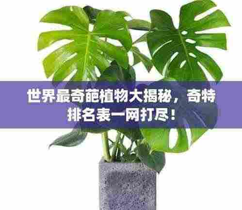 世界最奇葩植物大揭秘，奇特排名表一网打尽！
