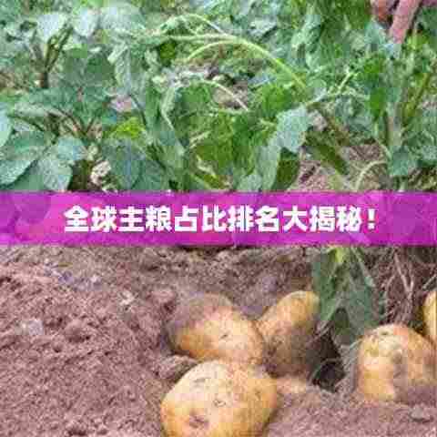 全球主粮占比排名大揭秘！