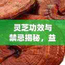 灵芝功效与禁忌揭秘，益处与注意事项深入了解
