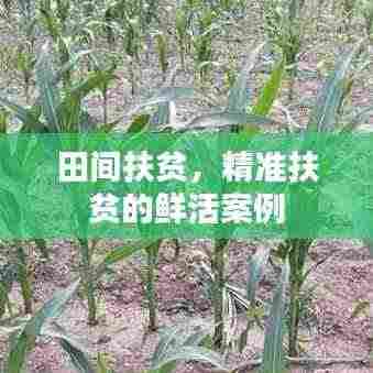 田间扶贫，精准扶贫的鲜活案例