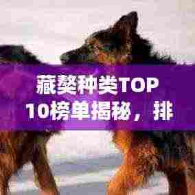 藏獒种类TOP10榜单揭秘，排名前十的藏獒品种盘点