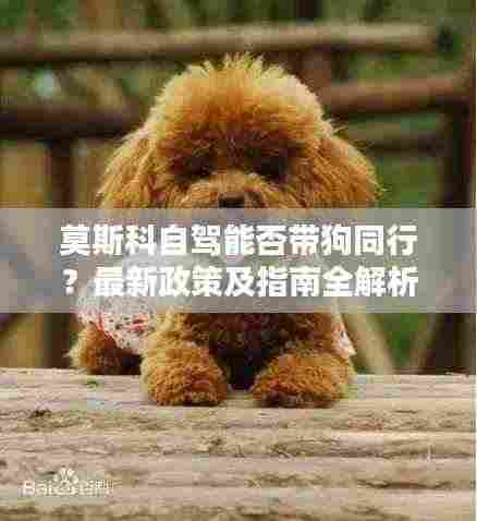 莫斯科自驾能否带狗同行？最新政策及指南全解析