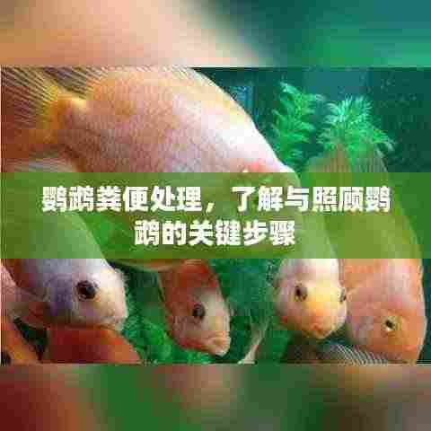 鹦鹉粪便处理，了解与照顾鹦鹉的关键步骤