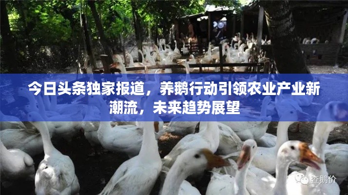 今日头条独家报道，养鹅行动引领农业产业新潮流，未来趋势展望