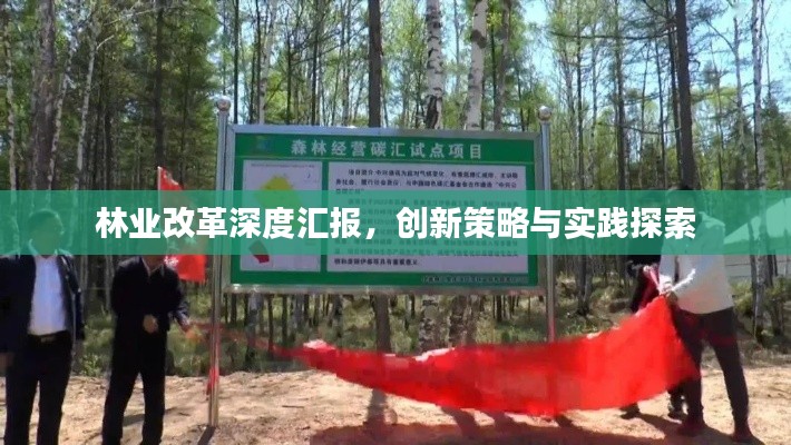 林业改革深度汇报，创新策略与实践探索