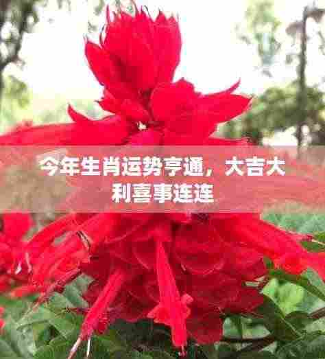 今年生肖运势亨通，大吉大利喜事连连