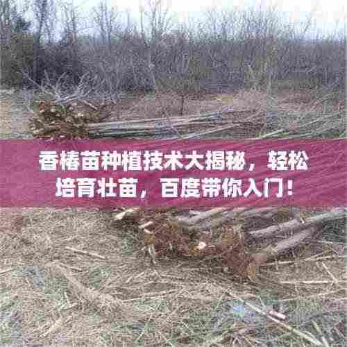 香椿苗种植技术大揭秘，轻松培育壮苗，百度带你入门！