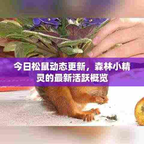 今日松鼠动态更新，森林小精灵的最新活跃概览