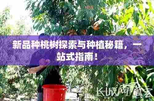 新品种桃树探索与种植秘籍，一站式指南！