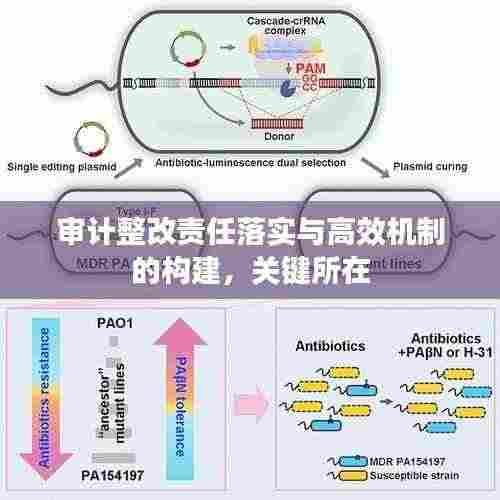 审计整改责任落实与高效机制的构建，关键所在