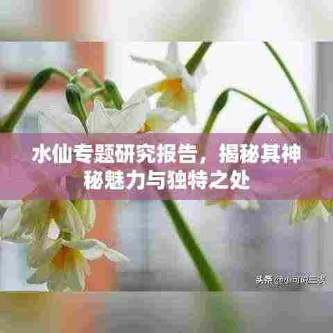 水仙专题研究报告，揭秘其神秘魅力与独特之处