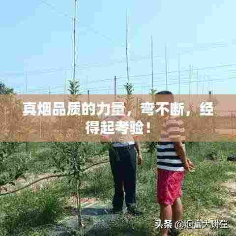 真烟品质的力量，弯不断，经得起考验！