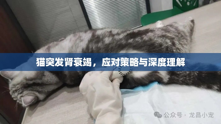 猫突发肾衰竭，应对策略与深度理解