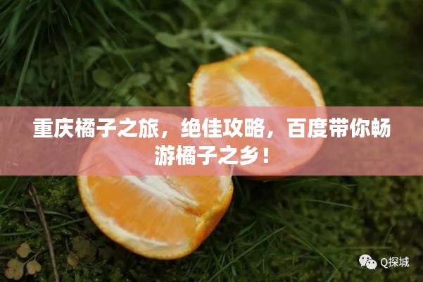 重庆橘子之旅,绝佳攻略,百度带你畅游橘子之乡!