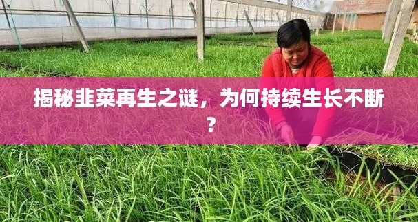 揭秘韭菜再生之谜，为何持续生长不断？