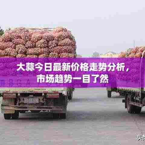 大蒜今日最新价格走势分析，市场趋势一目了然