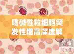 嗜碱性粒细胞突发性增高深度解析，原因、影响与应对措施