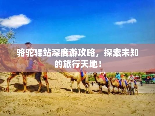 骆驼驿站深度游攻略，探索未知的旅行天地！