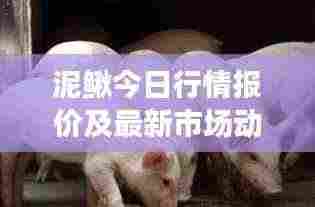 泥鳅今日行情报价及最新市场动态分析
