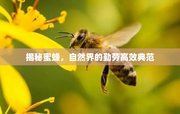 揭秘蜜蜂，自然界的勤劳高效典范