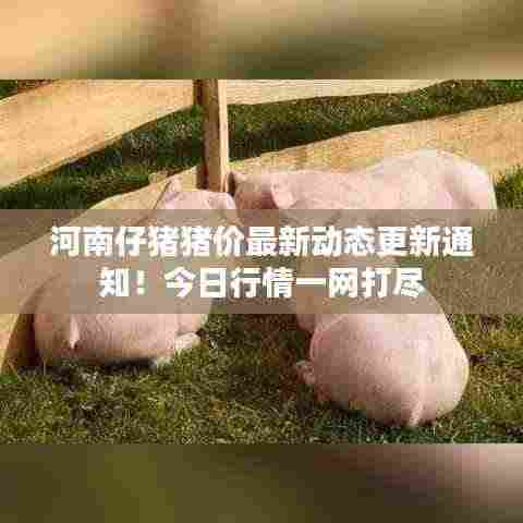 河南仔猪猪价最新动态更新通知！今日行情一网打尽