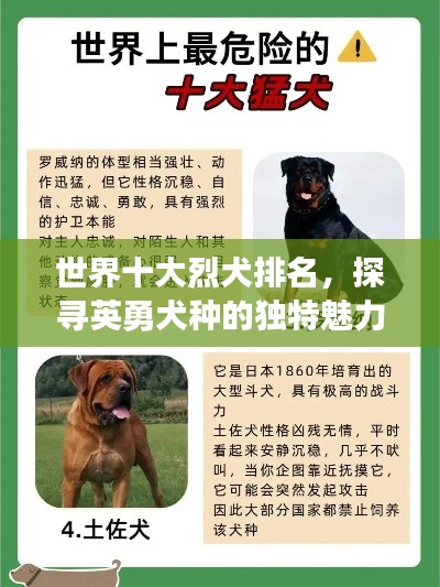 世界十大烈犬排名，探寻英勇犬种的独特魅力