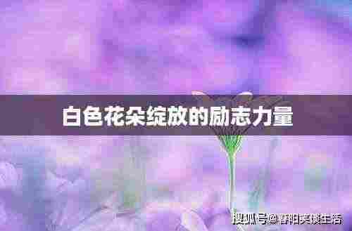 白色花朵绽放的励志力量