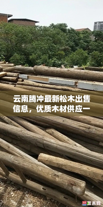 云南腾冲最新松木出售信息，优质木材供应一览