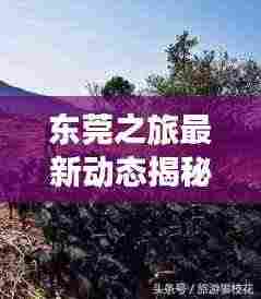 东莞之旅最新动态揭秘，今日消息一网打尽！