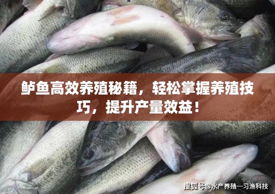 鲈鱼高效养殖秘籍，轻松掌握养殖技巧，提升产量效益！