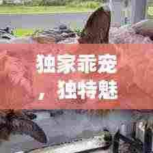 独家乖宠，独特魅力揭秘！