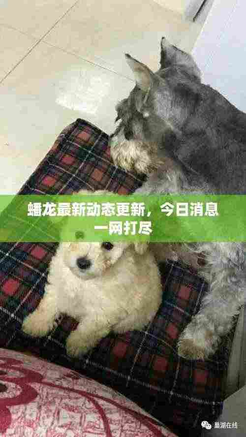 蟠龙最新动态更新，今日消息一网打尽