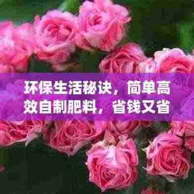 环保生活秘诀，简单高效自制肥料，省钱又省心！