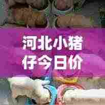 河北小猪仔今日价格动态，最新行情速览