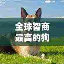全球智商最高的狗狗排行榜TOP10！