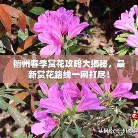 衢州春季赏花攻略大揭秘，最新赏花路线一网打尽！