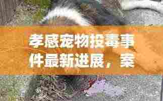 孝感宠物投毒事件最新进展，案情揭秘与动态更新