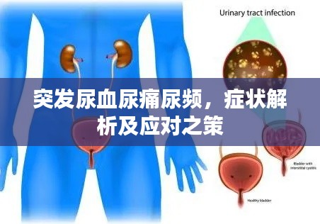 突发尿血尿痛尿频，症状解析及应对之策