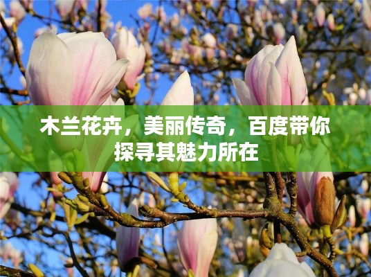 木兰花卉，美丽传奇，百度带你探寻其魅力所在