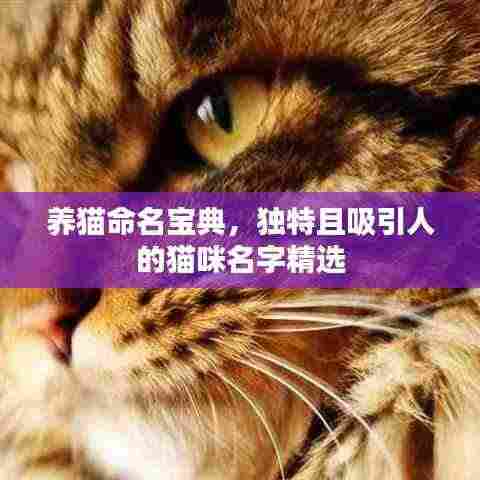 养猫命名宝典,独特且吸引人的猫咪名字精选