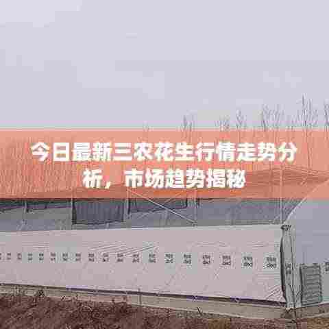 今日最新三农花生行情走势分析，市场趋势揭秘