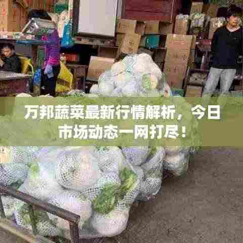 万邦蔬菜最新行情解析，今日市场动态一网打尽！