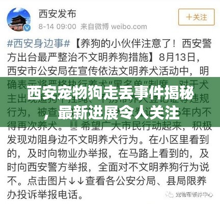 西安宠物狗走丢事件揭秘，最新进展令人关注