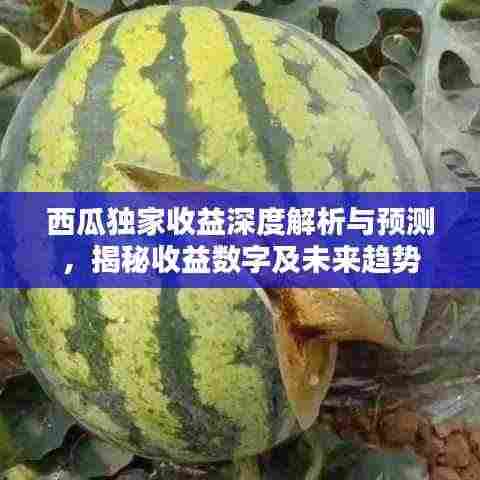 西瓜独家收益深度解析与预测，揭秘收益数字及未来趋势
