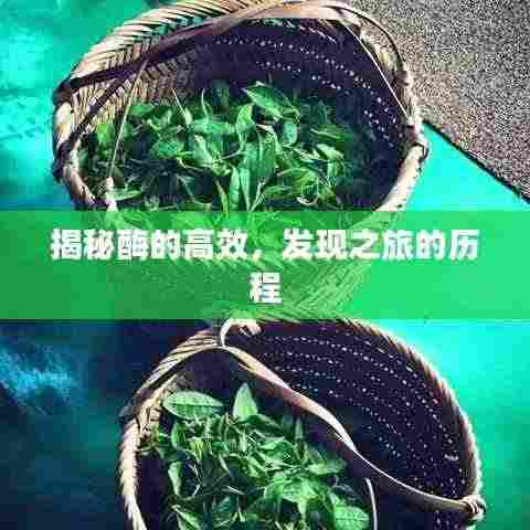 揭秘酶的高效，发现之旅的历程